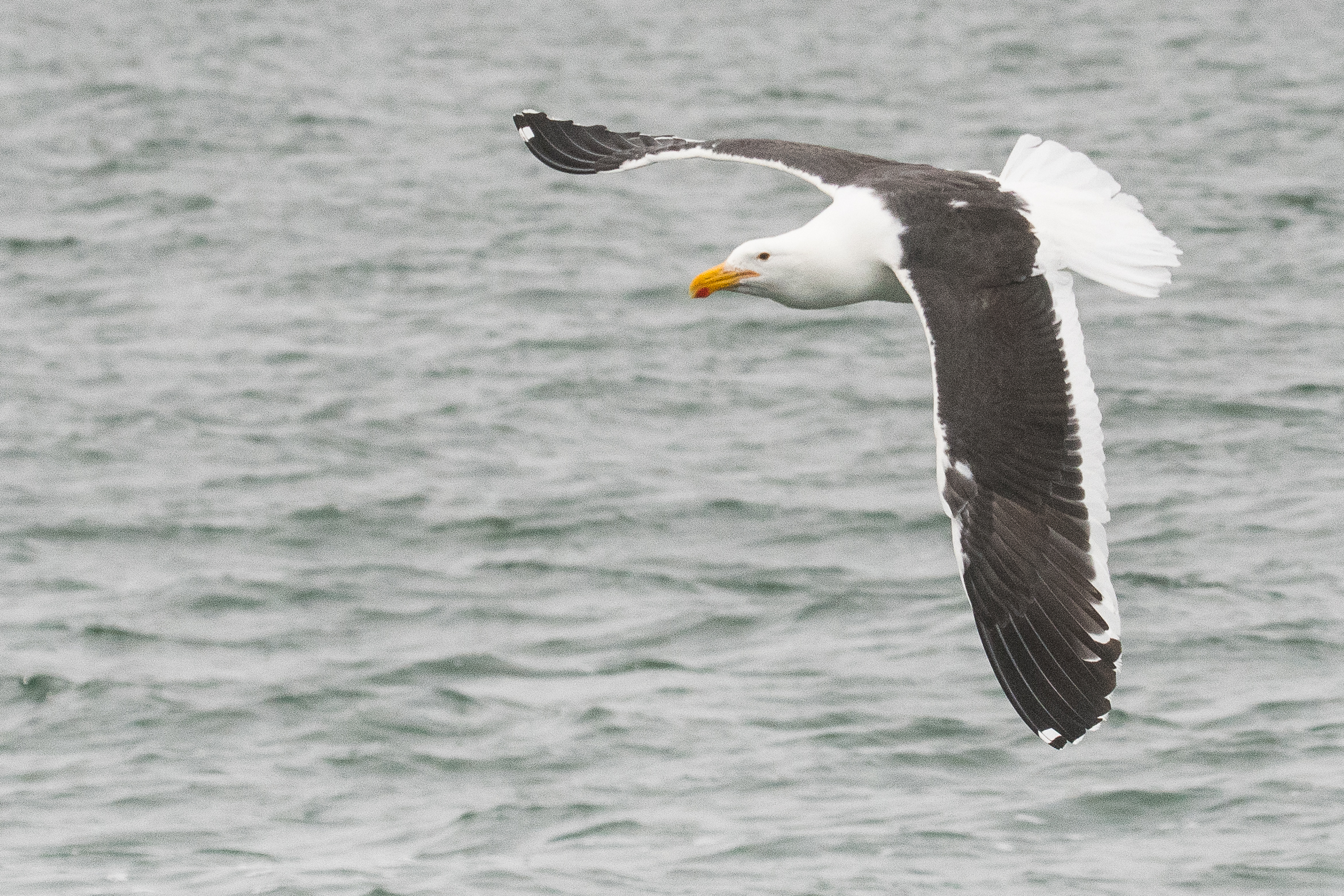 Goéland dominicain (Kelp gull, Larus dominicanus), adulte au vol, Walvis bay, Namibie.